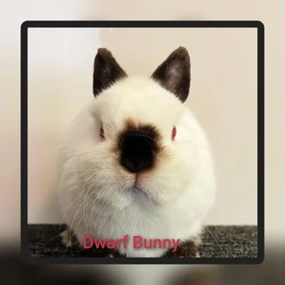 Amazing Tiny Dwarf Rabbits Cute Little ones