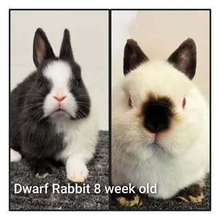 Amazing Dwarf rabbit perfect pet for your family