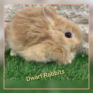 Healthy Dwarf Rabbits Ready for New Homes