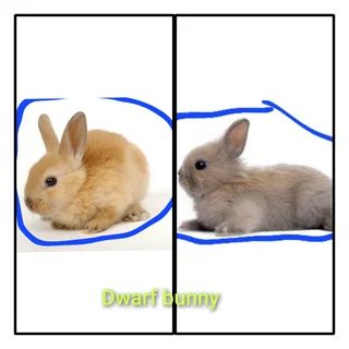 Most amazing cutest dwarf bunny you can find