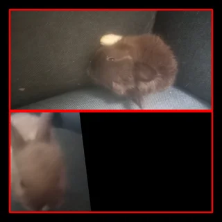 Hopping little dwarf rabbits hopping friends