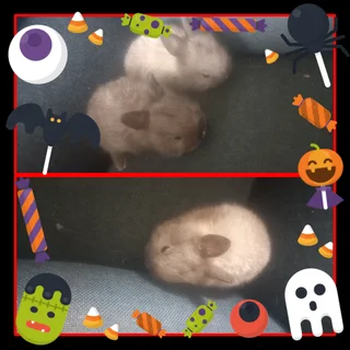 Rabbits dwarfs in color only few available!