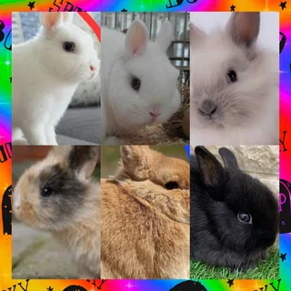 Small size dynamite dwarf rabbits small with loving nature