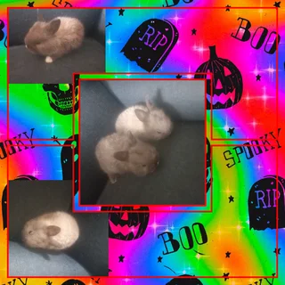 Mini miniature dwarf rabbits dwarf size not normal rabbits you can find