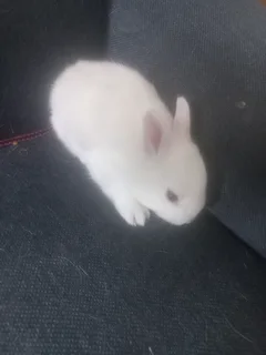 Cutest Smallest Dwarf rabbit in dwarf size