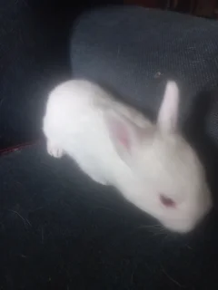 Cutest Smallest Dwarf rabbit in dwarf size