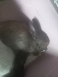 Limited Dwarf rabbits 2 cute adorable ones