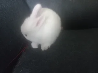 Limited Dwarf rabbits 2 cute adorable ones