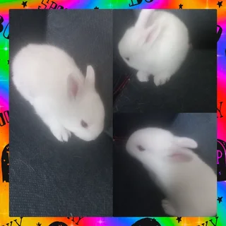 White dwarf rabbit and one color one available in dwarfs
