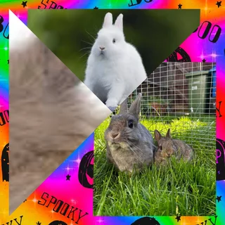 White dwarf rabbit and one color one available in dwarfs