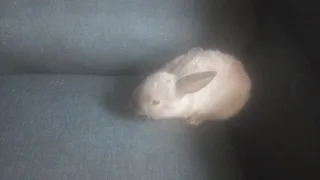 Grey and white dwarf rabbit