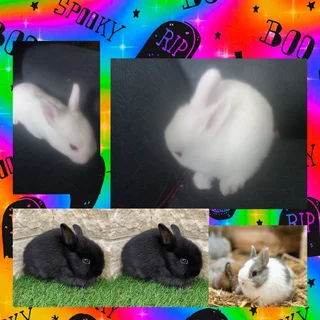 Dwarf rabbits special one day special