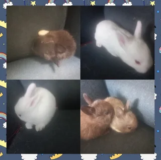 Gentle adorable cuteness dwarf rabbit overload Dwarf Rabbits