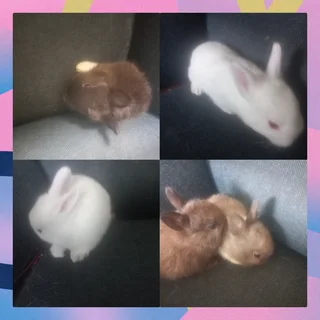 Cutest Dwarf rabbit to get Best colors