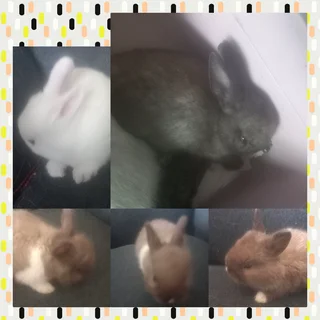 Ideal dwarf rabbit pets Best to keep Easy to care for