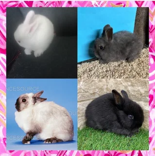 Tiny and Cute dwarf rabbits dwarf little bunny's now available and ready