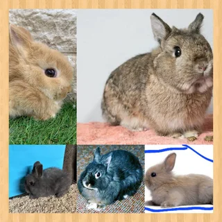Small rabbit dwarf size Dwarf rabbits