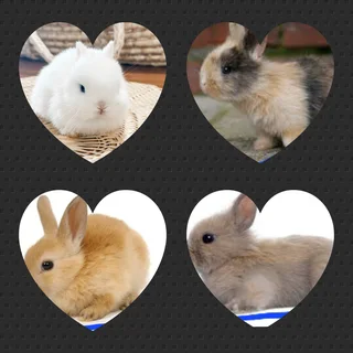 Tiny little dwarf rabbits cute ones