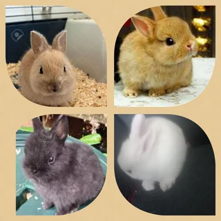 Adorable cute tiny hopper dwarf rabbit for sale