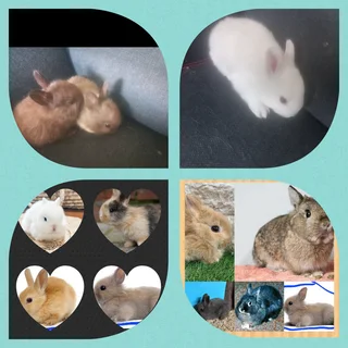 Last dwarf rabbit available