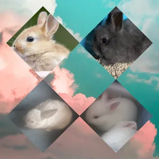 Dwarf rabbits small amd tiny in size with massive hearts and companionship