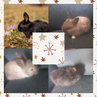 Mini Dwarf rabbit