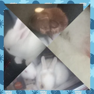 Miniature Tiny Avenger Dwarf rabbits of the universe