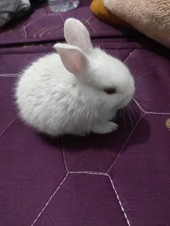 Dwarf Sized baby rabbit 1 in color only left