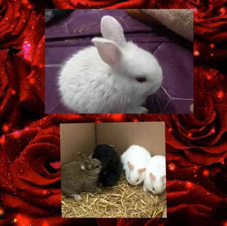 Rabbit dwarf size rabbit highly recommended pets