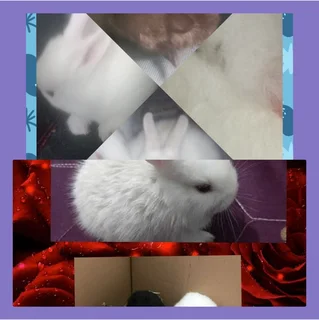 Most cutest little dwarf bunny rabbit available 