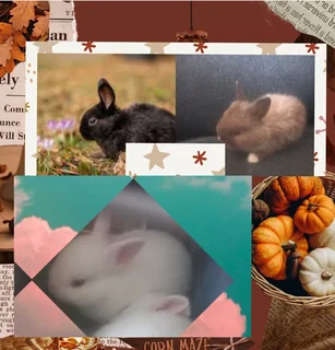 Bundle Joy Rabbit dwarf rabbits available the perfect one you've been looking for