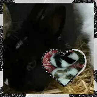 Tiny cute little dwarf rabbit only available now