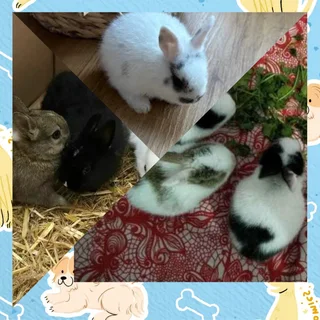 Baby rabbits dwarf size 2 available one in a hard to find color