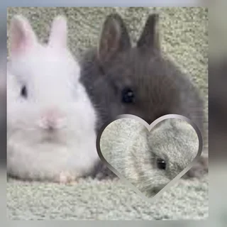 Dwarf rabbit dwarf in size make this beautiful bunny yours Last 1 left