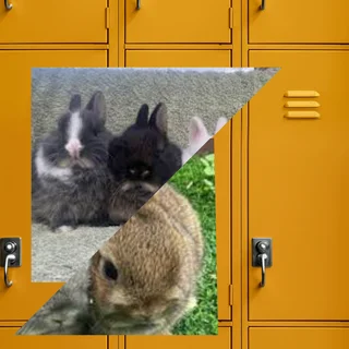 Incredible Dwarf rabbit