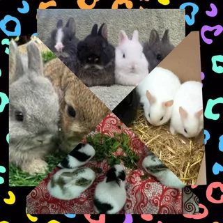 Gentle loving dwarf rabbit last baby left at 8 week old