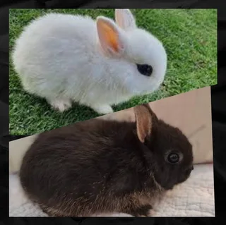 Cute Short-Ear Dwarf Rabbit for SaleSmall frame, alert ears, and a curious personality