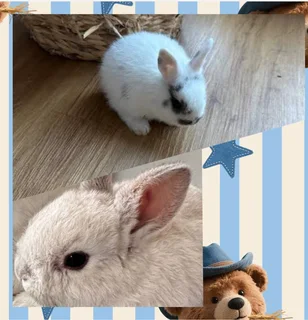 Dwarf little rabbit dwarf size rabbit compact and simple little pet