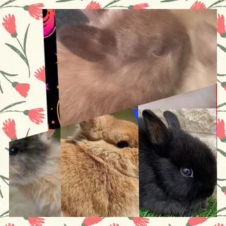 Miniature Bunny Companions Available