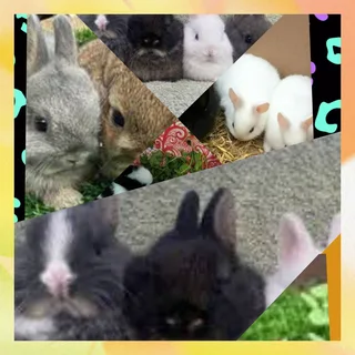 Miniature Bunny Companions Available