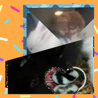 Cute Bunny Minis Awaiting new owners Dwarf rabbit