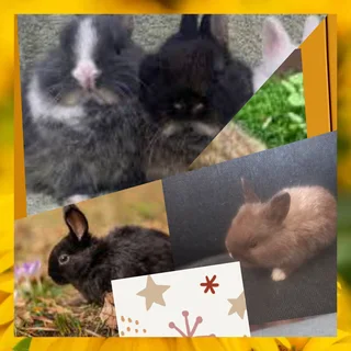 Micro Bunny darlings dwarf rabbits available today