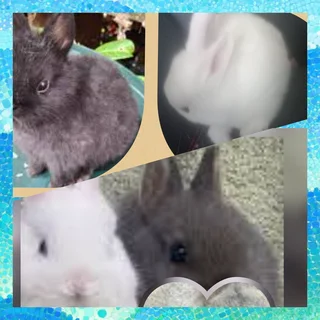 Charming little Hoppers for sale dwarf rabbit