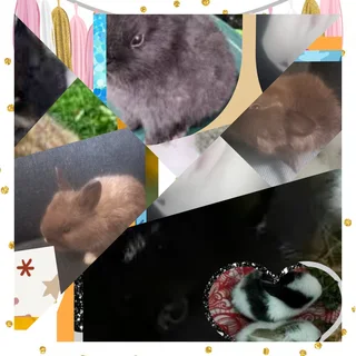 Furry little small rabbits dwarf breed seeking new homes