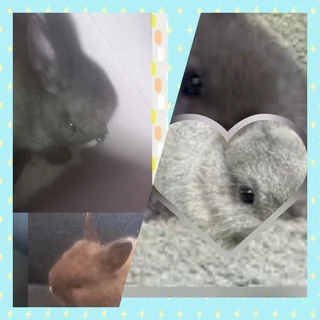 Lovely sized dwarf rabbits looking for lovely families