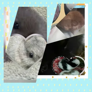 Cuteness in mini form dwarf rabbit