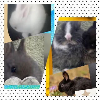 Mini Rabbits with big personality dwarf 