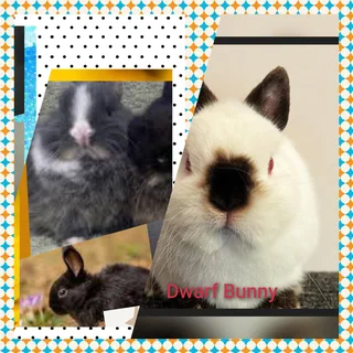 The sweetest  dwarf bunny awaits a loving home