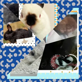 Male or female dwarf rabbit available