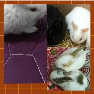 Young or adults dwarf rabbit